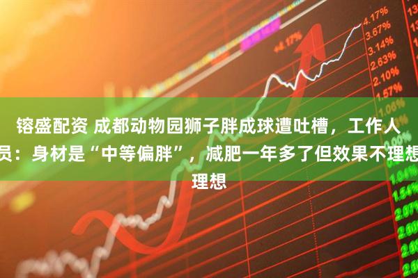 镕盛配资 成都动物园狮子胖成球遭吐槽，工作人员：身材是“中等偏胖”，减肥一年多了但效果不理想